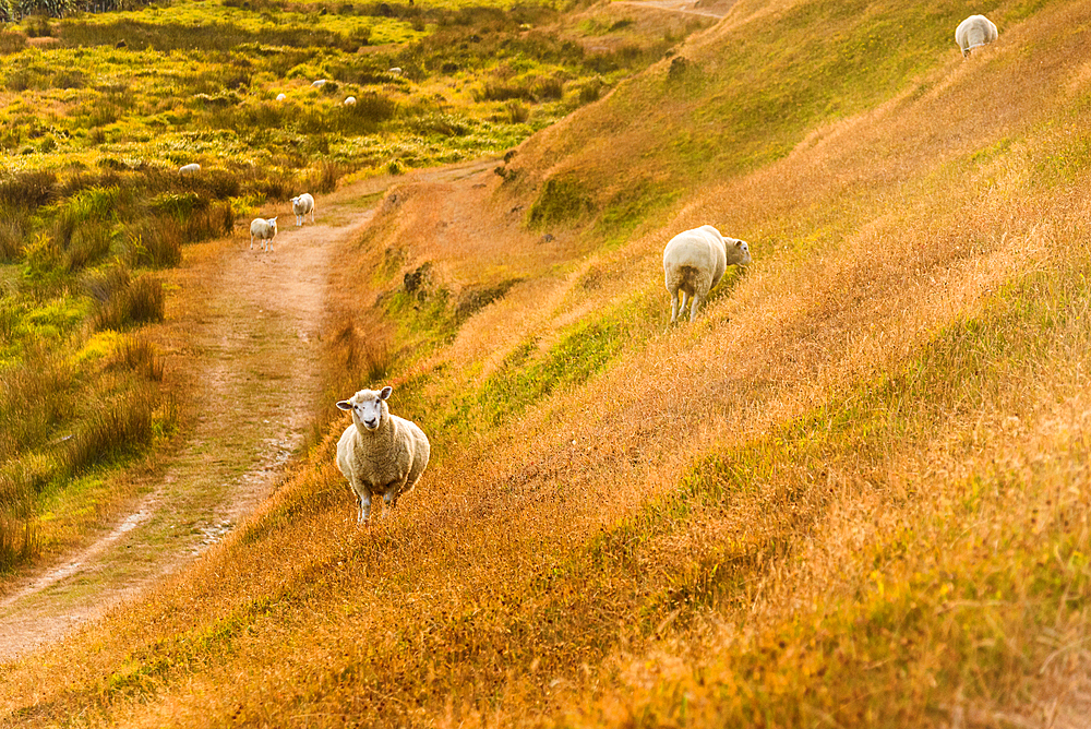 Sheep Following Worn Trail Along Curved Hillside in Pastoral, New Zealand