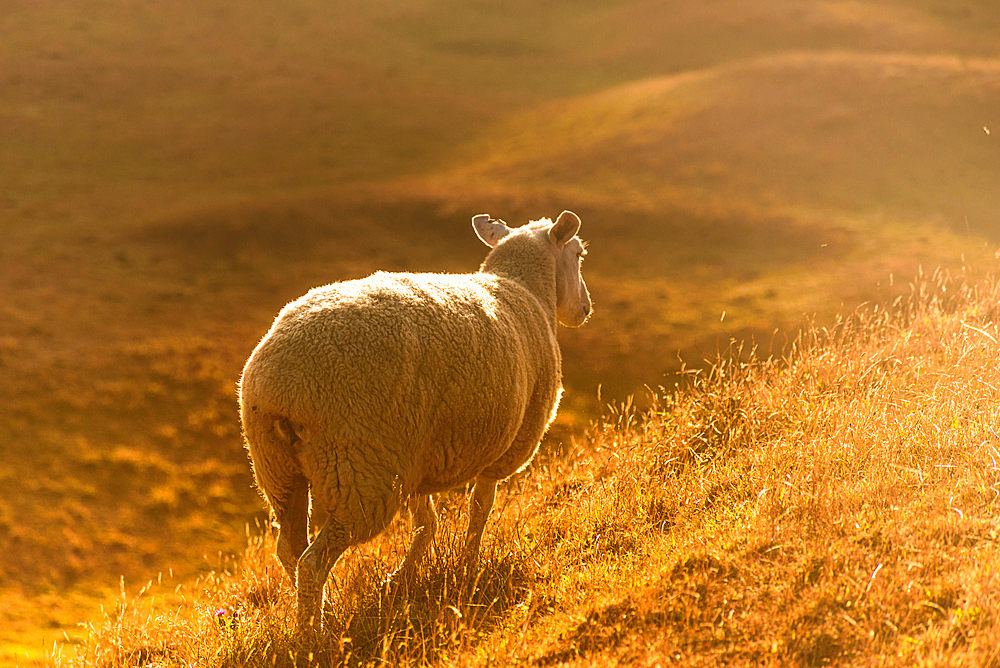 Backlit Sheep on Grassy Slope Glowing in Golden Hour Light, New Zealand