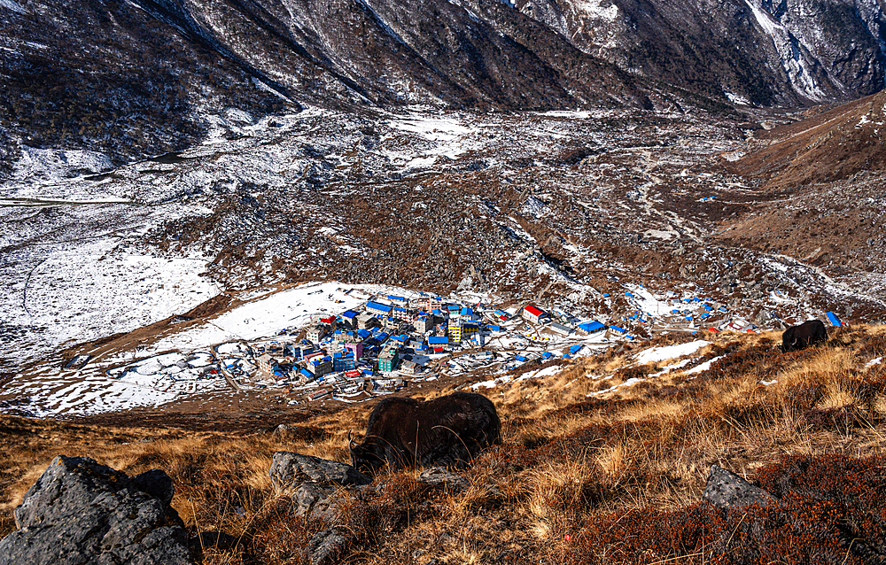 Solitary yak above Kyanjin Gompa settlement, with Himalayan ridges and snowy valley floor stretching through Langtang, Nepal