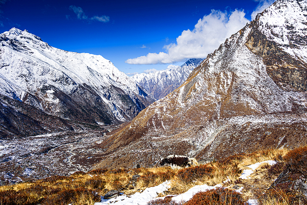 Yak grazing on sunlit ridge overlooking snow-covered Langtang Valley, Nepal