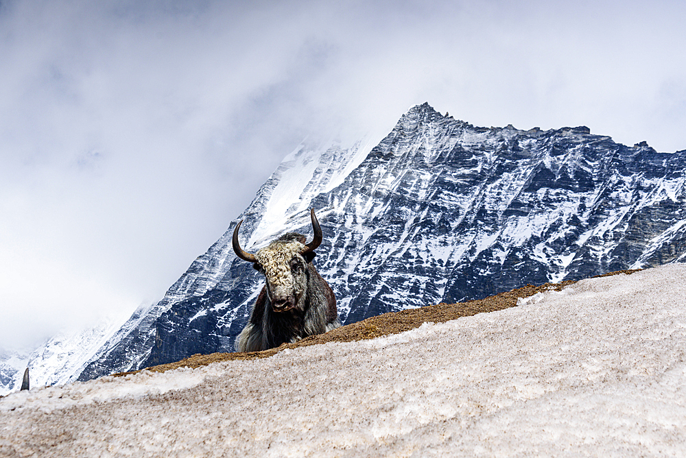 Majestic yak standing proudly on snow-covered ridge beneath towering peaks in Langtang Valley near Kyanjin Gompa, Nepal Himalayas. Wall of Lantang Lirung behind