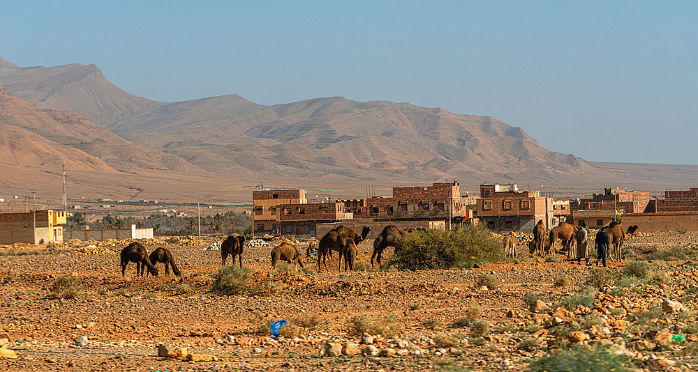 Camels grazing on rocky terrain with traditional houses and Anti-Atlas mountains in the background near Errachidia, Morocco