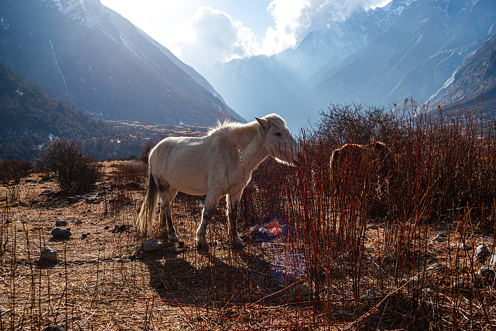 Sunlit white horse standing on rugged Himalayan terrain with dramatic cloud-lit peaks in Langtang Valley, Nepal