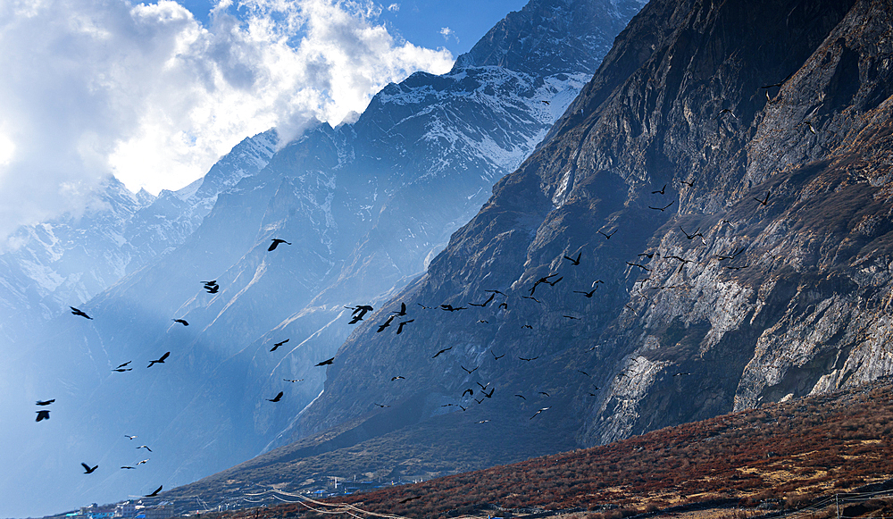 Flock of birds soaring over dramatic cliffs and high peaks of Langtang Valley, Nepal under cloudy Himalayan skies