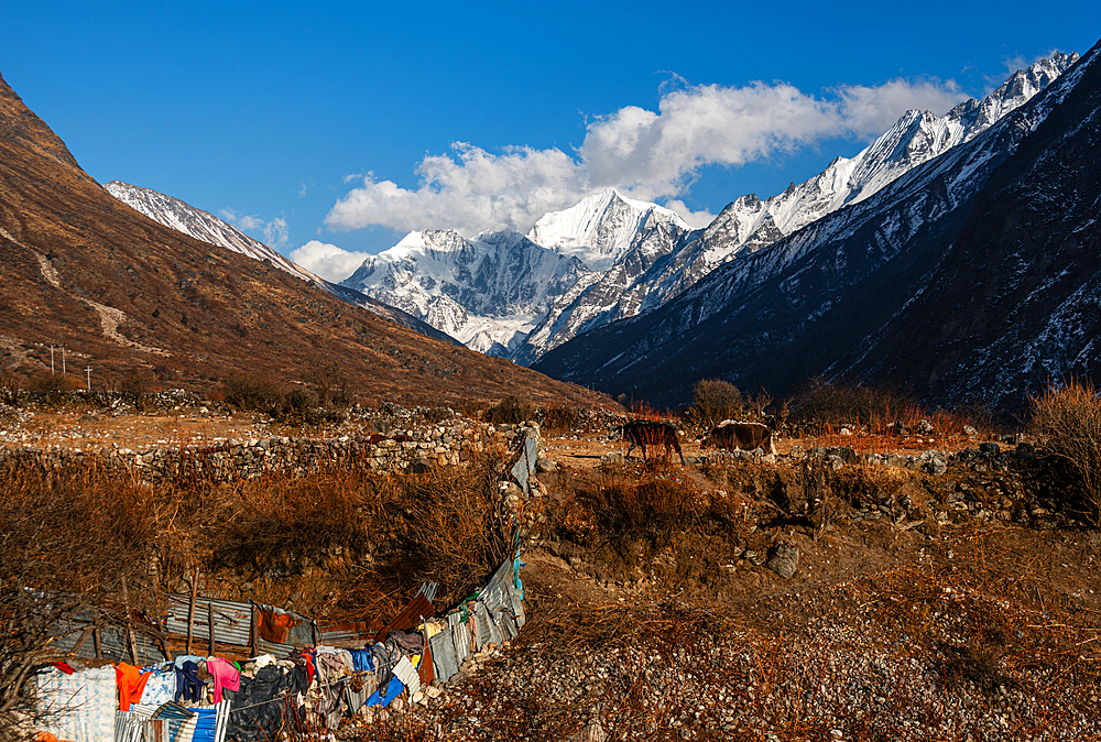 Stone wall lined with colorful cloths, grazing yaks on dry alpine terrain, with snow-covered Gangchempo peak rising in the background of Langtang Valley, Nepal