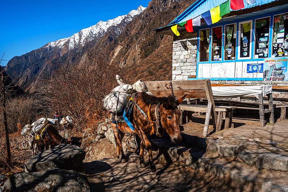 Pack mules loaded with goods walking past a tea house decorated with prayer flags, snowy Langtang mountain range in the background