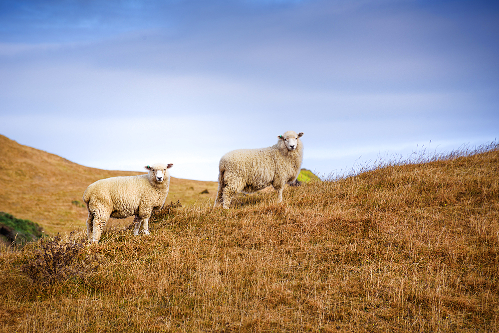 Two sheep graze on golden pasture overlooking the dramatic coastal headlands of Cape Farewell,Puponga Farm Park South Island, New Zealand.
