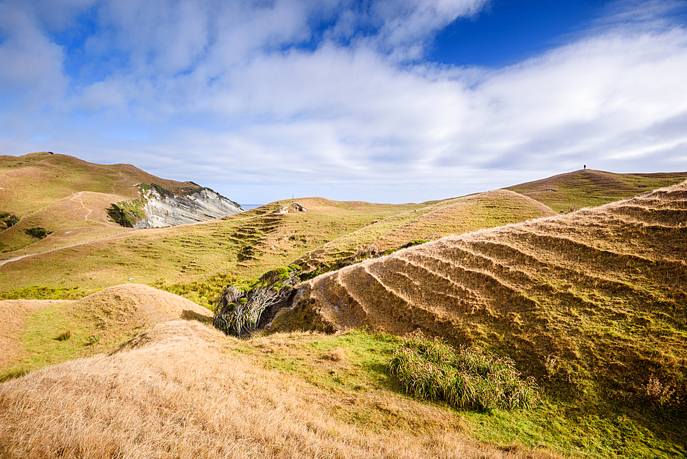 Rolling farmland and terraced hills above the dramatic coastline of Cape Farewell, the northernmost point of the South Island, Puponga Farm Park New Zealand.