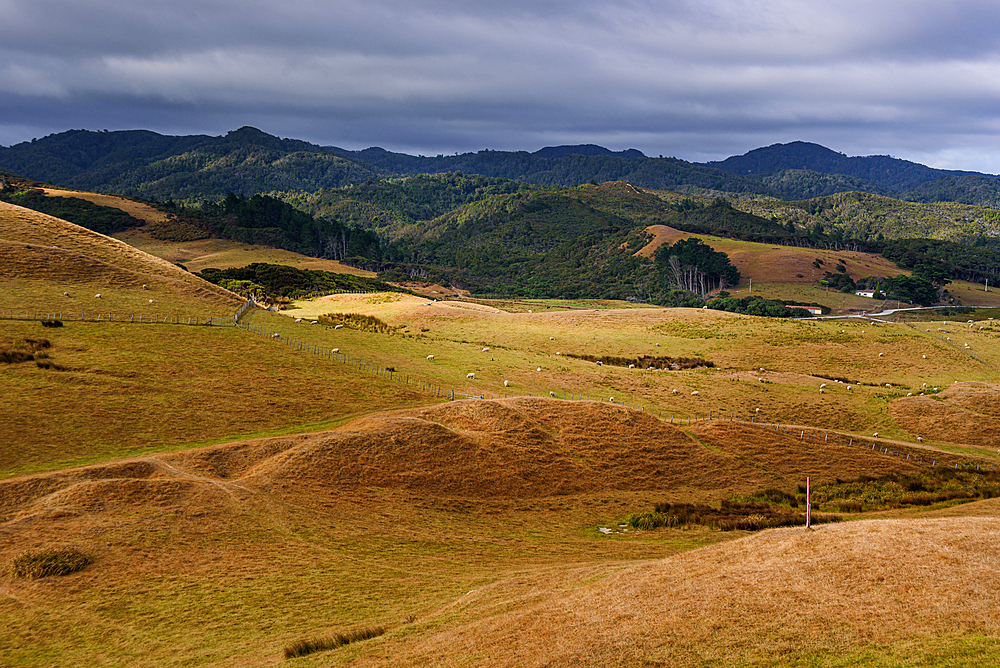 Scenic view of golden rolling hills and farmland near Cape Farewell in Golden Bay, South Island, New Zealand.