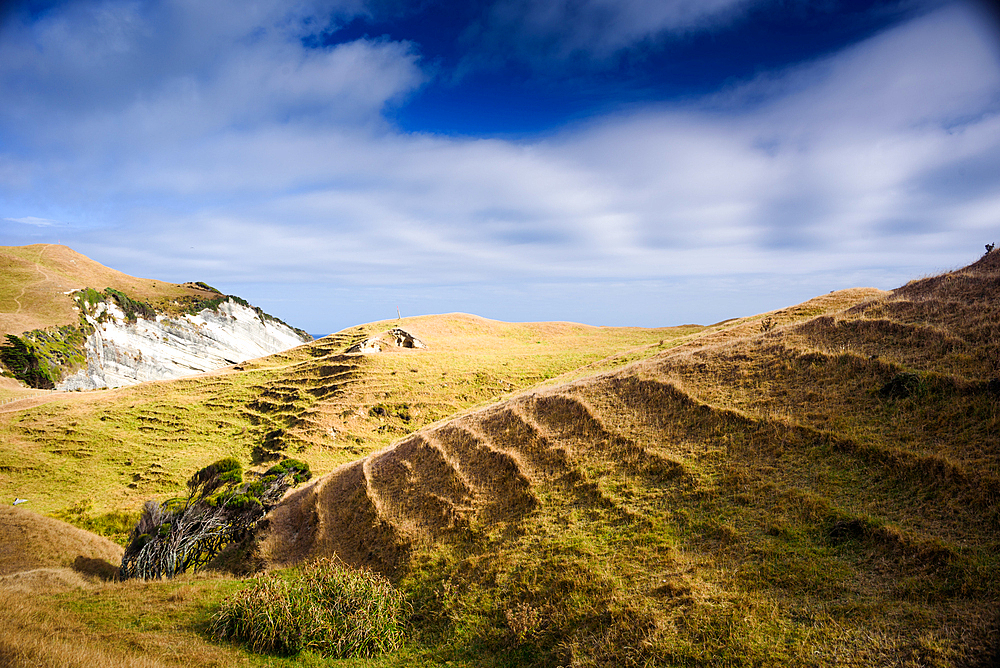Golden grassland hills with natural terraces near Cape Farewell in Golden Bay, South Island, New Zealand.