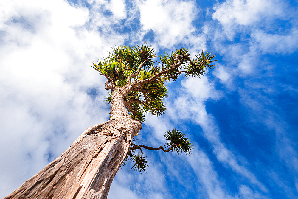 Low angle view of a native cabbage tree (Cordyline australis) under a dramatic sky in Golden Bay, South Island, New Zealand.