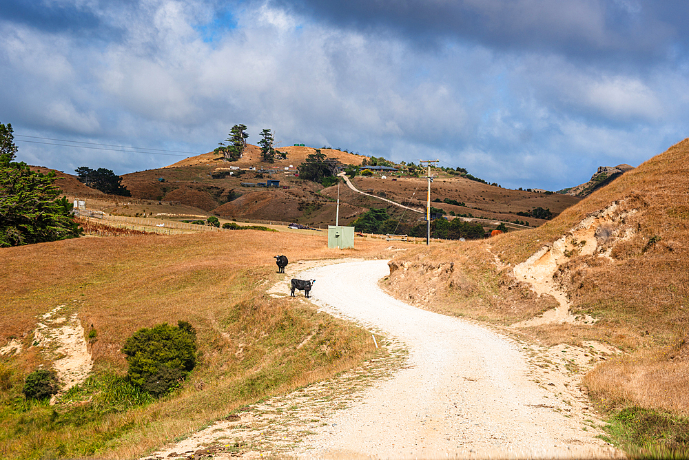 Black cows stands on a winding gravel road through the hills near Cape Farewell, Golden Bay, South Island, New Zealand.