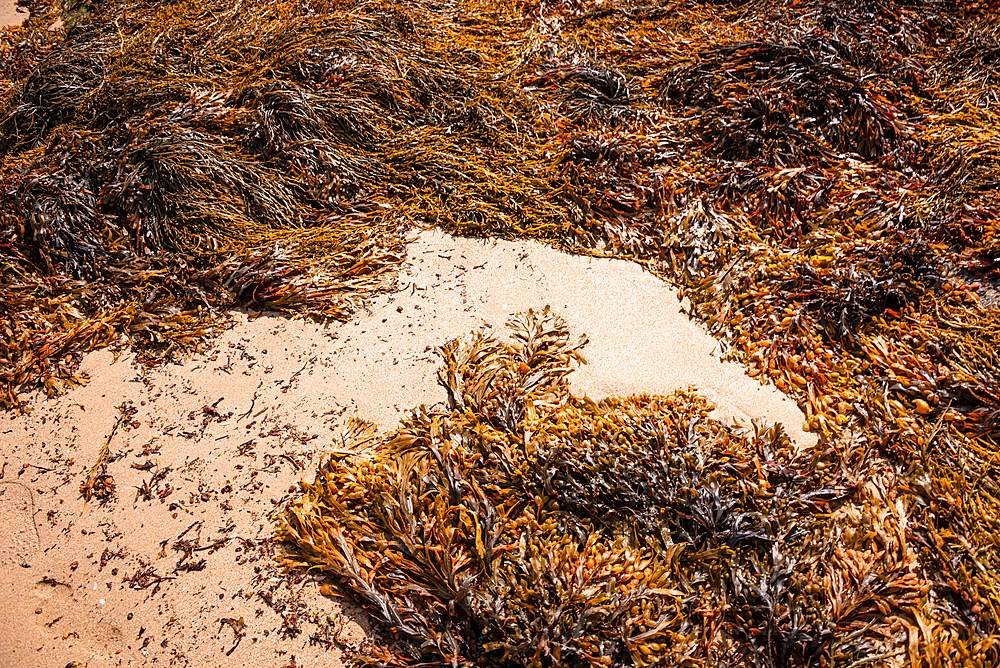 Close-up of Atlantic seaweed and tide-sculpted sand textures revealed on Plage du Mole near Saint-Malo capturing natural coastal patterns of Brittany