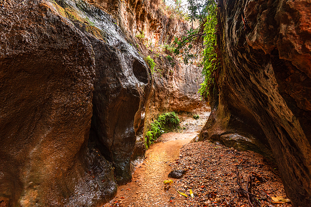 A winding trail through the Barranco de Luna canyon, with wet sandy ground and towering stone walls lined with green vegetation.