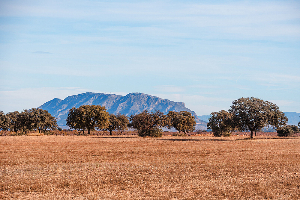 Open fields with scattered trees in the Gorafe Desert, set against the backdrop of an isolated mountain peak.