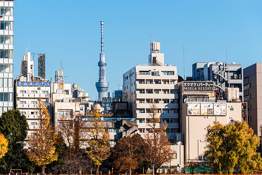 Ueno Park view onto Tokyo Skytower and dense skyline, with autumn trees, Tokyo, Honshu, Japan, Asia