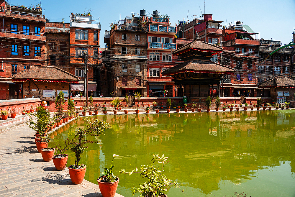 Plant pots and brick buildings surrounding the lake, vibrant green Bholachhe Pond in the core of Bhaktapur, Kathmandu Valley, Nepal, Asia