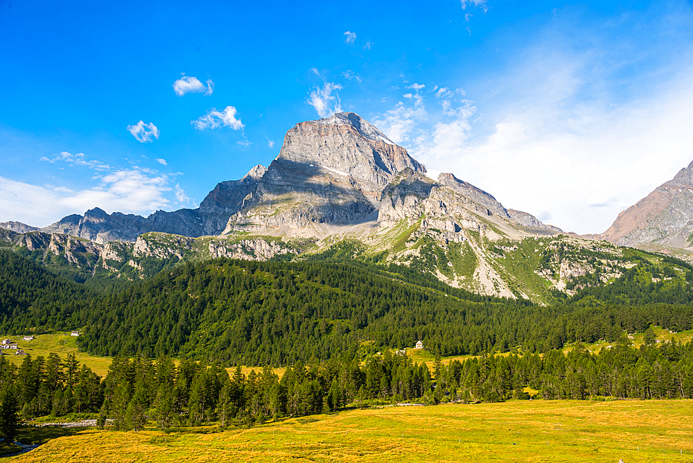 Lush green pine forests and meadows in front of the towering Monte Leone, rugged mountain, Italian Alps, Italy, Europe