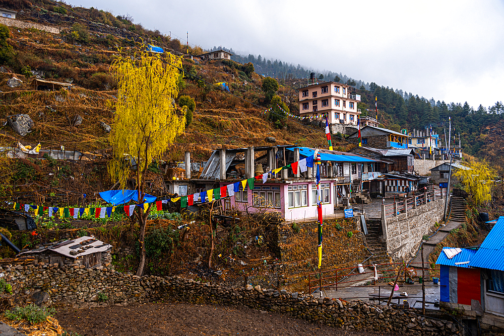 Sherpagaon colourful guesthouses and agricultural terraces on the Langtang Valley Trek, Himalayas, Nepal, Asia