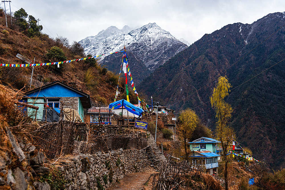 Sherpagaon colourful guesthouses and agricultural terraces on the Langtang Valley Trek, Himalayas, Nepal, Asia