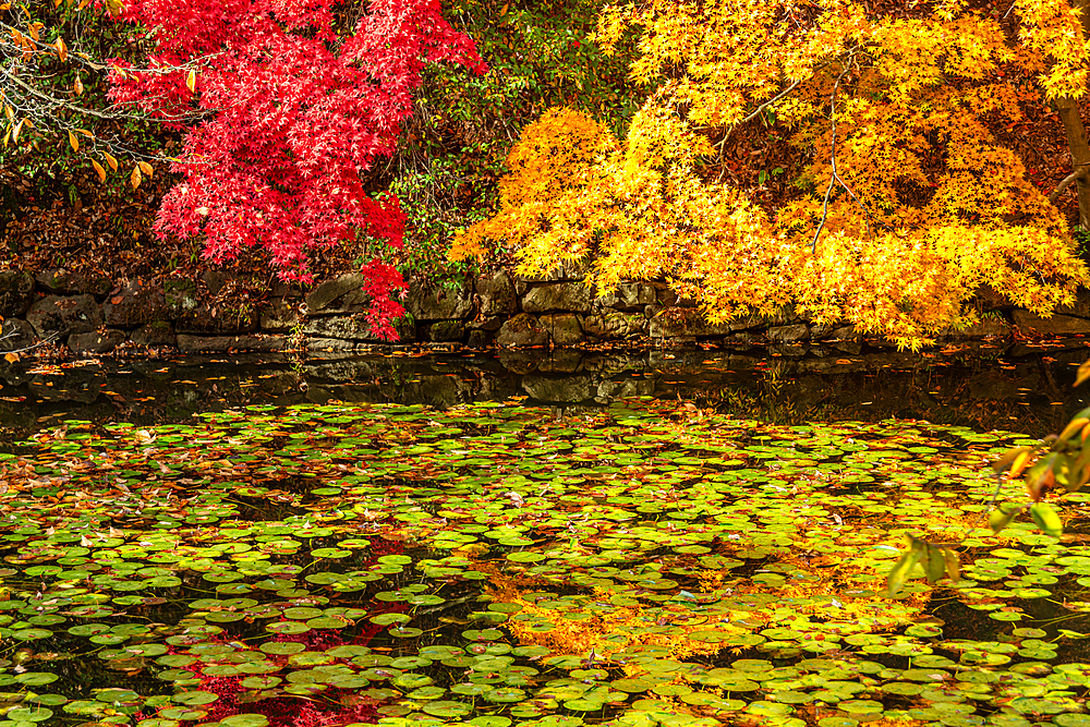 Colorful autumn foliage and leaves above lily pads in the waters of the moat of Hirosaki, Honshu, Japan, Asia