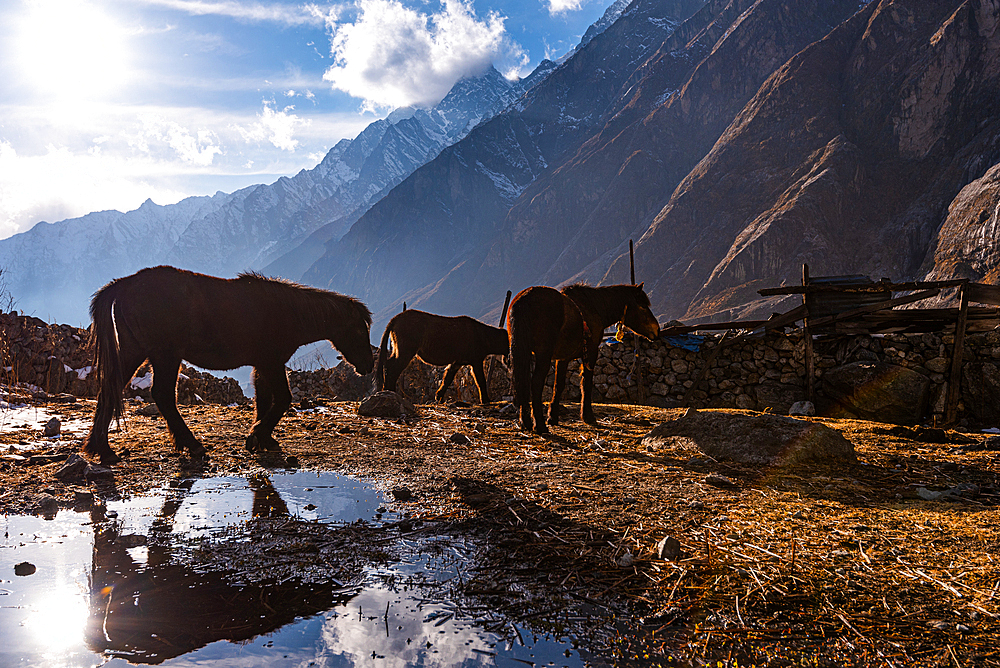 Pack mules reflected in a water puddle in golden evening light, Lang Tang village, Himalayas, Nepal, Asia