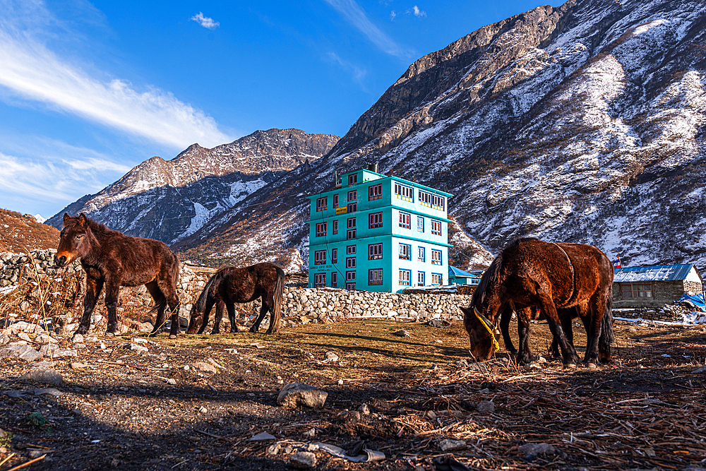 Pack horses in front of a turquoise mountain lodge with Lang Tang village in background, Himalayas, Nepal, Asia