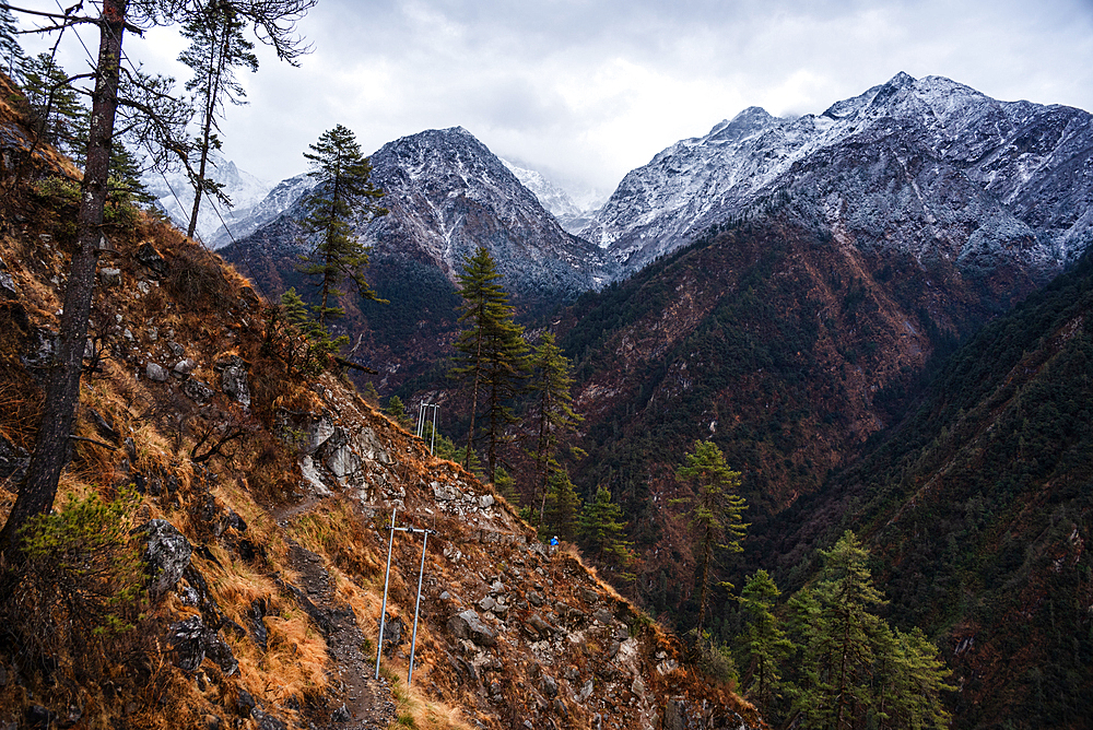 Breathtaking views of forest and snowy mountain slopes, Lower Langtang Valley trek, Himalayas, Nepal, Asia