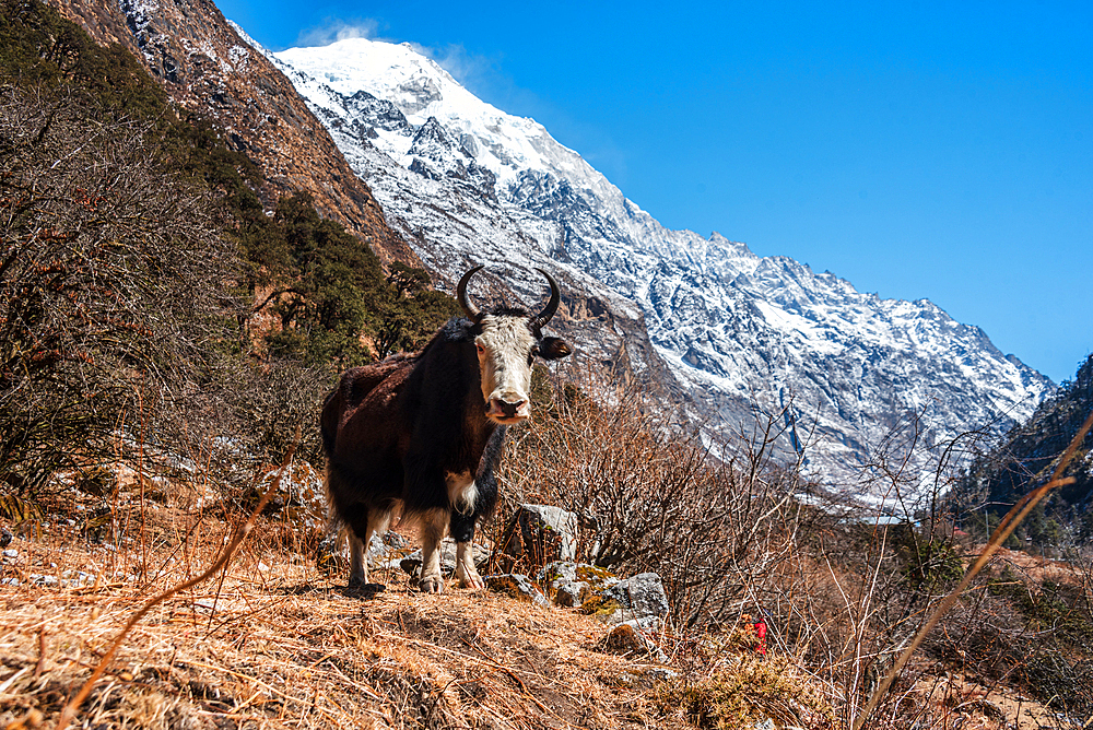 Close-up of a Horned Yak and mountainous backdrop on the Langtang Valley trek, Himalayas, Nepal, Asia