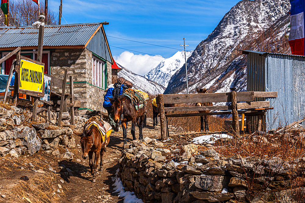 Traditional pack mule transportation in a Himalayan Village on the Langtang Valley trek, Himalayas, Nepal, Asia