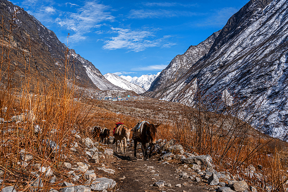 On the Trail with Pack Mules transporting gear to Kyanjin Gompa, Langtang Valley trek, Himalayas, Nepal, Asia