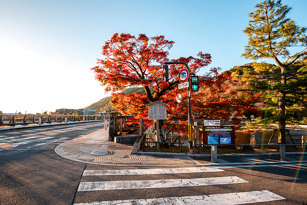 Autumn trees and pedestrian crossing, Kyoto,Honshu, Japan, Asia