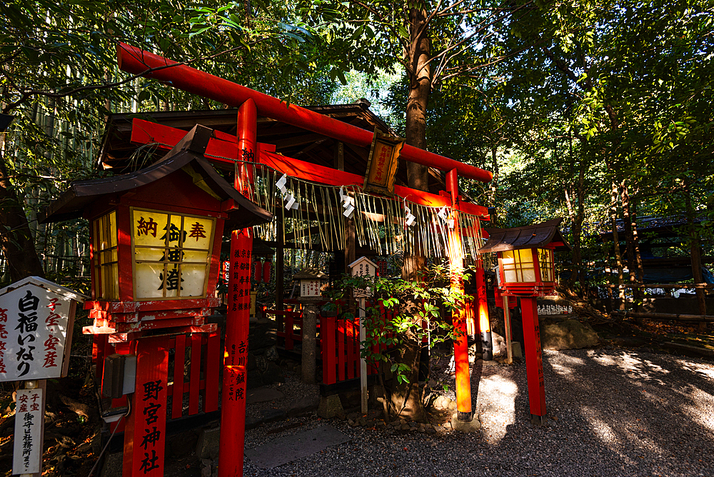 Red torii gate and lantern of beautiful Shinto shrine, Nonomiya Shrine, located in autumal forest in Arashiyama, Kyoto, Hoshu, Japan, Asia