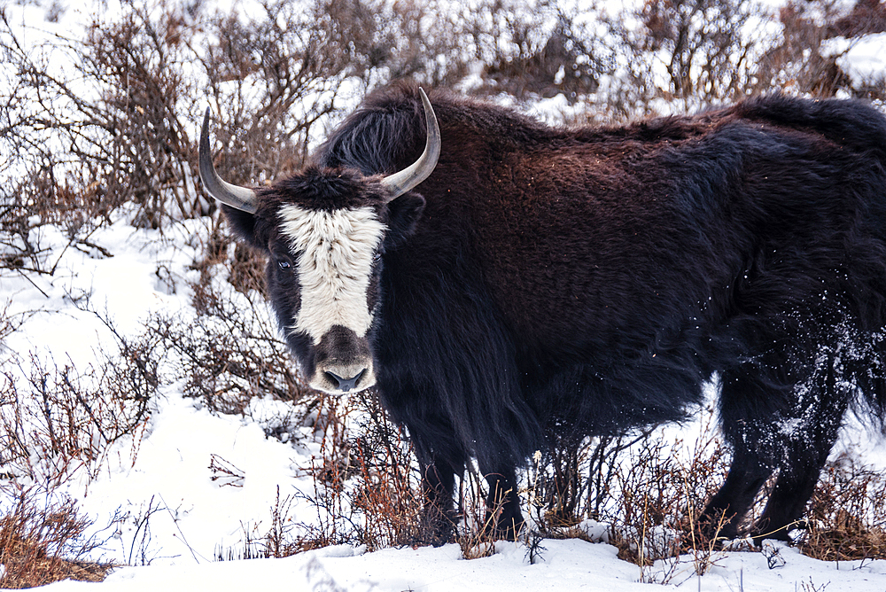 Close up of horned yak facing the camera while standing in snow, Himalayas, Nepal, Asia