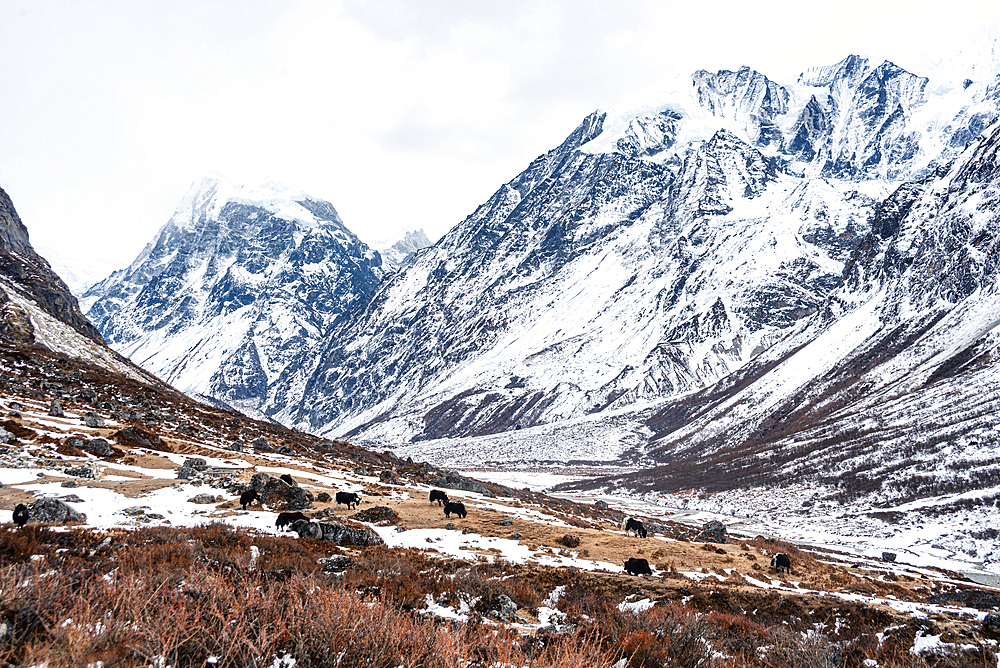 Herd of yaks in high altitude mountains of Langtang Valley Trek near Kyanjin Gompa, Himalayas, Nepal, Asia