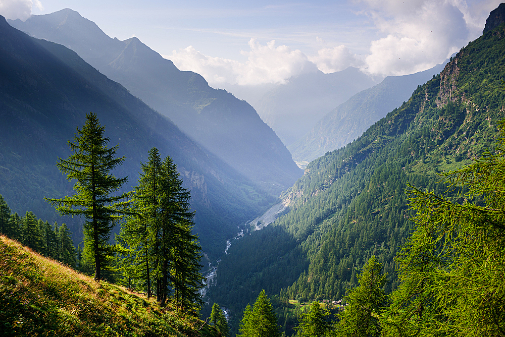 Alpine meadows and forest in summer in front of Monte Rosa, Nature Park Valsesia and the Alta Val Strona, Piedmont, Italian Alps, Italy, Europe