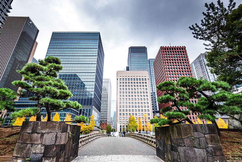 Autumn days in central Tokyo. Skyscraper, overcast and Yellow leaves in Fall. Tokyo Japan. Old Edo Castle walls and skyscrapers