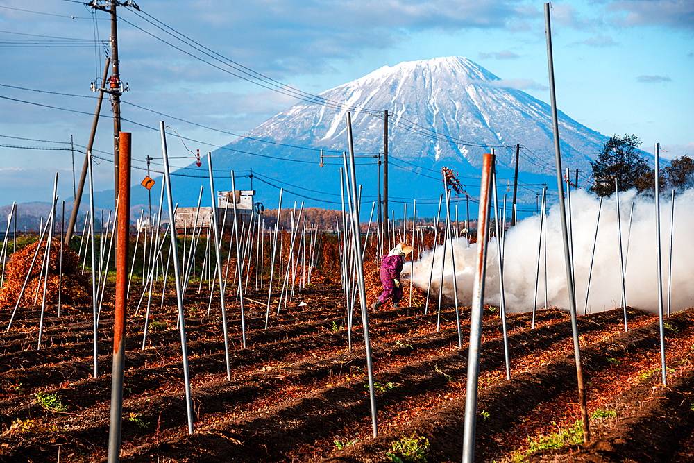 Farmer burning straw on a field, with snowy volcano and smoke, Yotei-zan summit, Hokkaido, Japan, Asia