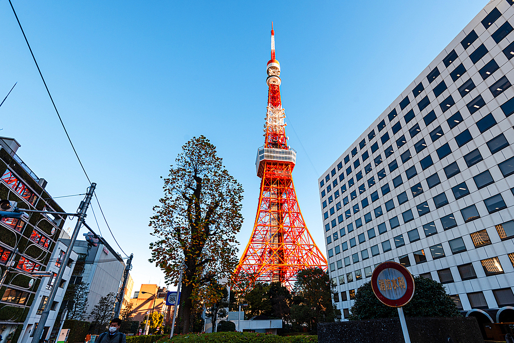 Tokyo Tower illuminated by evening sun, Tokyo, Honshu, Japan, Asia