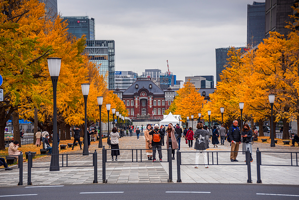 Tokyo central station, lanterns, and yellow ginkgo trees and autumnal leaves and skyscrapers of central Tokyo, Honshu, Japan, Asia