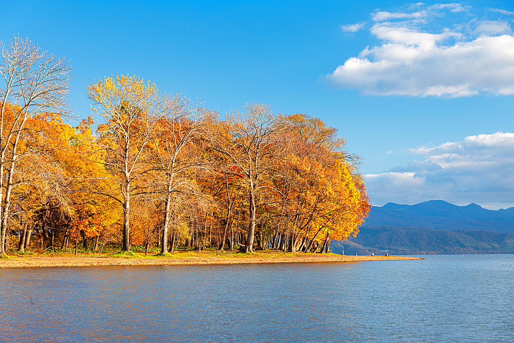 Vibrant autumn colors on Lake Toya, volcanic lake with trees on a sandy shore, Abuta, Hokkaido, Japan, Asia