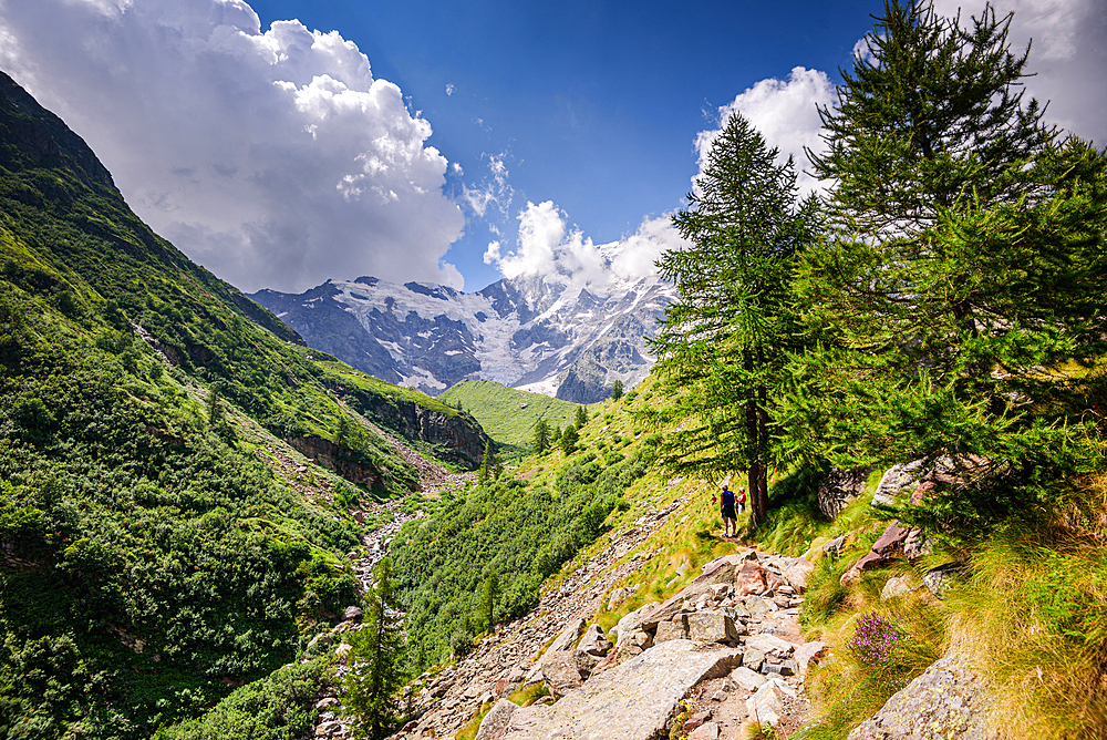 Hiking trail in alpine landscape facing Monte Rosa with lush forest and meadows in moraine landscape, Italian Alps, Italy, Europe