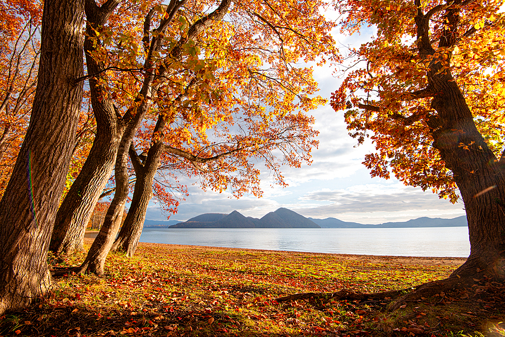 View of Lake Toya, framed by autumn trees in the evening, and volcanic island in the middle of the lake, Abuta, Hokkaido, Japan, Asia