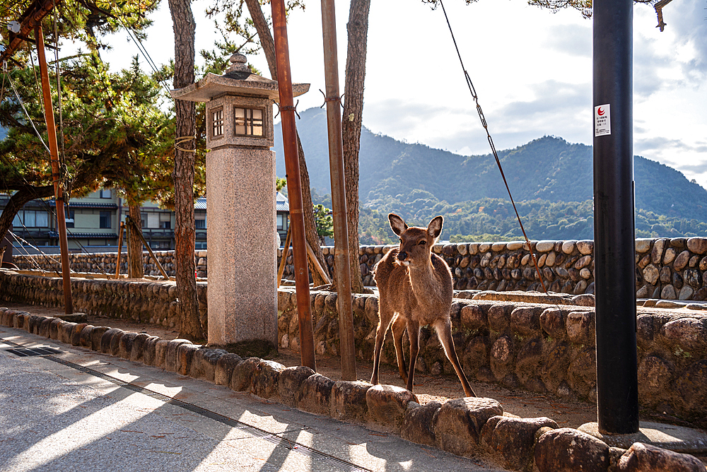 Wild Deer standing next to a stone lantern at Miyajima. Hiroshima, Japan, Hiroshima, Japan