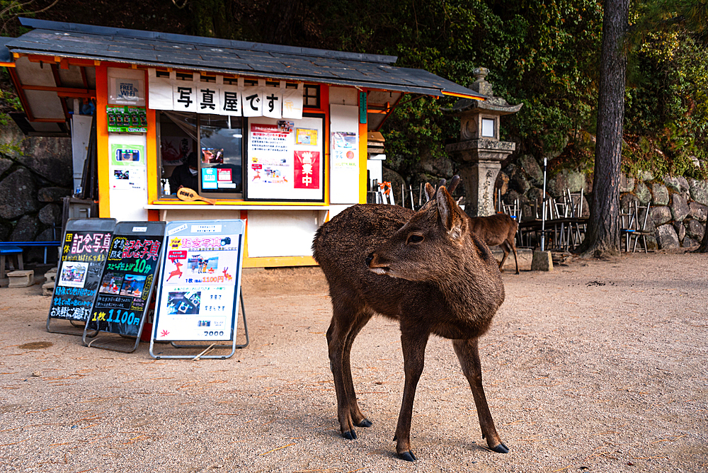 Wild deer at a little shop in Miyajima. Hiroshima, Japan, Hiroshima, Japan