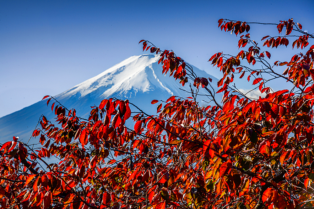 Mount Fuji yama, Japan. Iconic Volcano of Japan in Autumn. The summit with vibrant red maple leaves