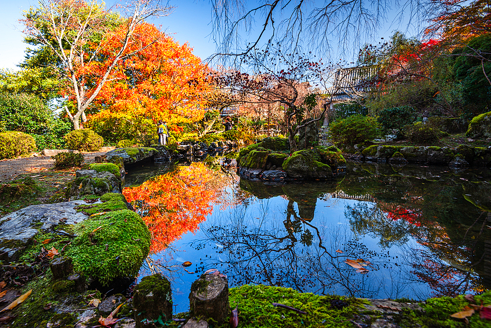 Beautiful japanese garden with vibrant red maple tree leaves and temple roofs. Japan in Autumn