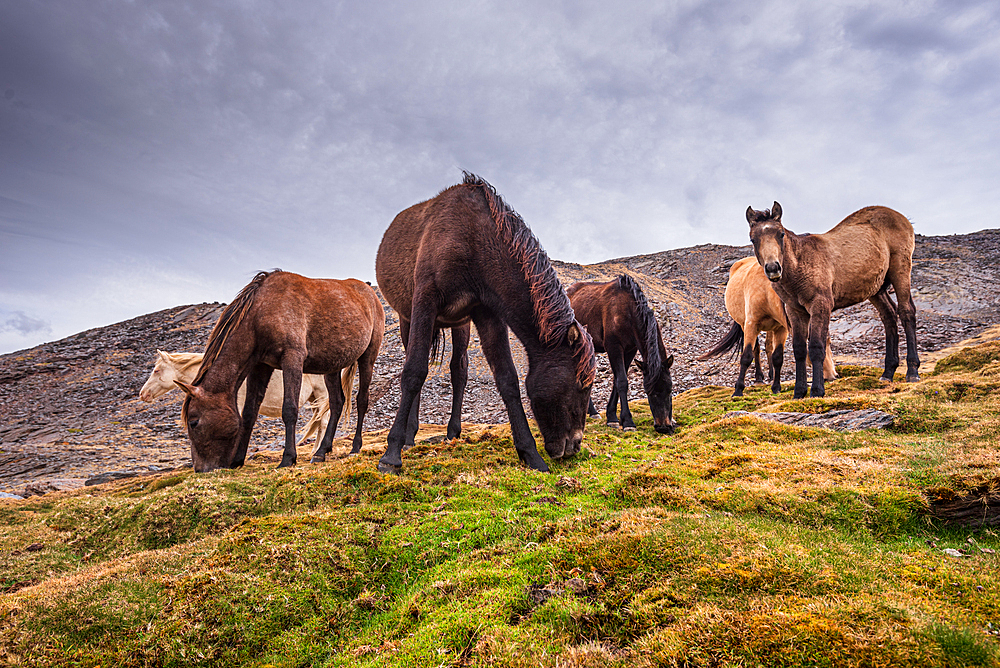 Wild horses in the Sierra Nevada near Pico de Veleta, Granada, Spain