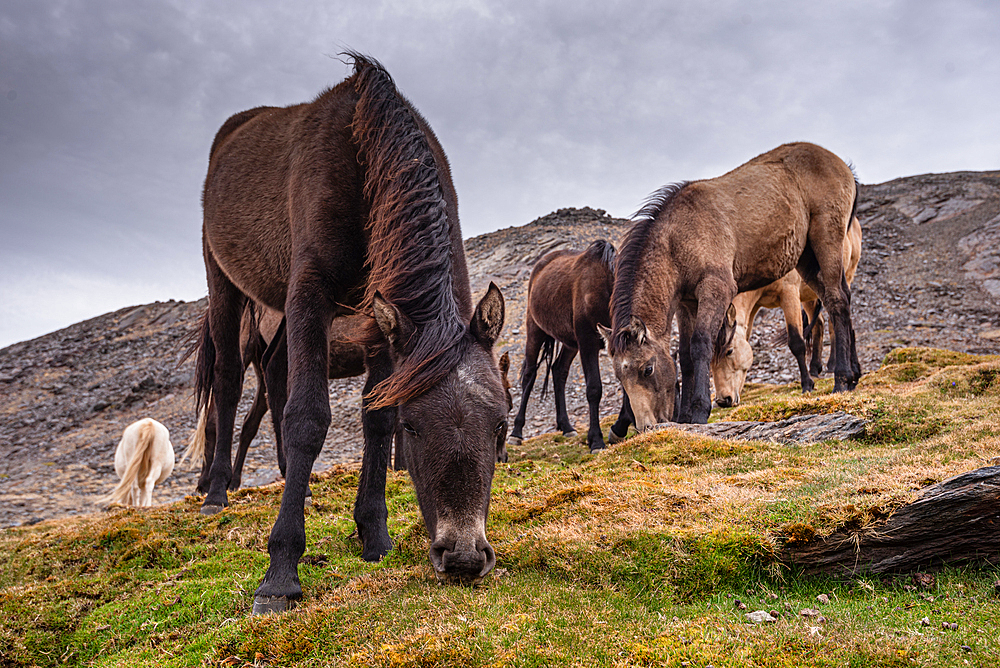 Wild horses in the Sierra Nevada near Pico de Veleta, Granada, Spain