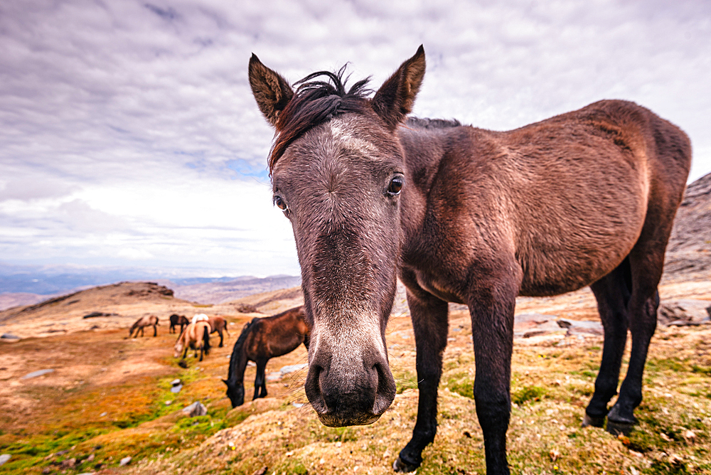 Wild horses in the Sierra Nevada near Pico de Veleta, Granada, Spain